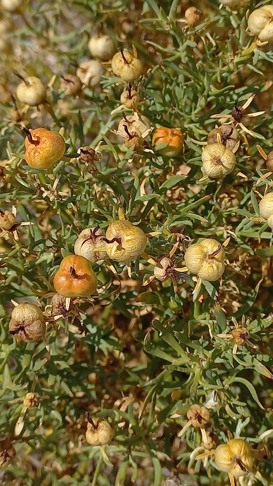 Rue Francisco by Gomez Prieto